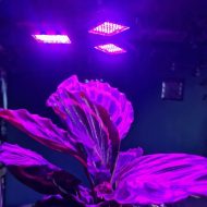 Lampa za uzgoj biljaka9